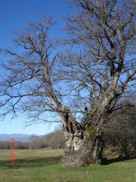 Argazkia: Iñigo Larramendi